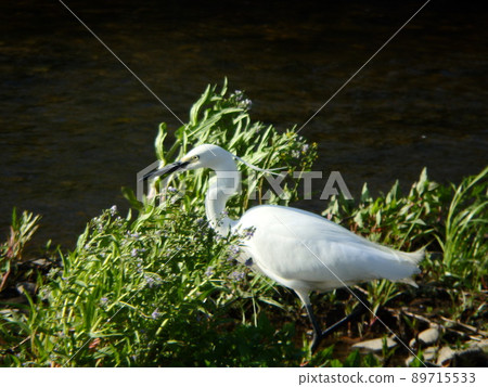 夏日羽毛的小白鷺在河邊的灌木叢中覓食 89715533