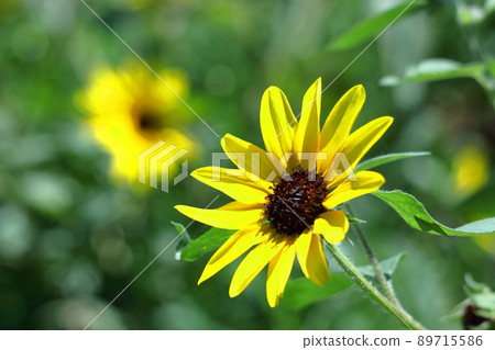 太陽之花 89715586