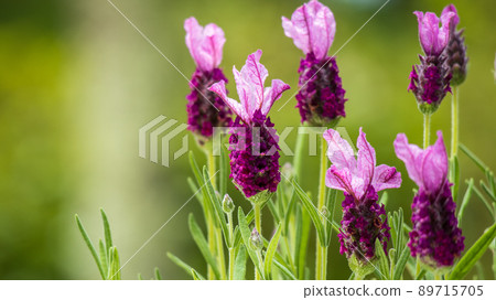 French lavender 3 French lavender 3 89715705