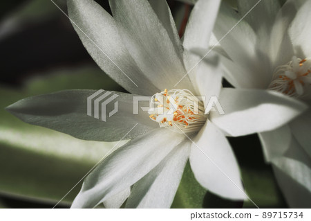 White cactus flowers macro, sunny day. Blossom floral background, selective focus White cactus flowers macro, sunny day. Blossom floral background, selective focus 89715734