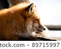 狐狸 89715997