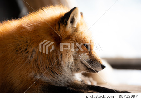 狐狸 狐狸 89715997