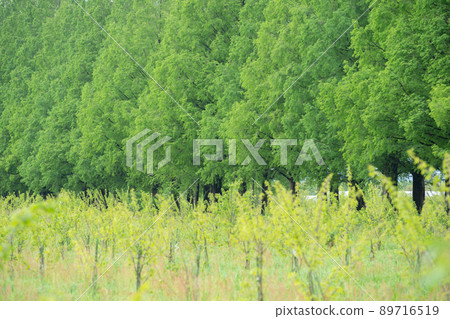 Shot of Metasequoia trees in Takashima-shi, Shiga prefecture Shot of Metasequoia trees in Takashima-shi, Shiga prefecture 89716519