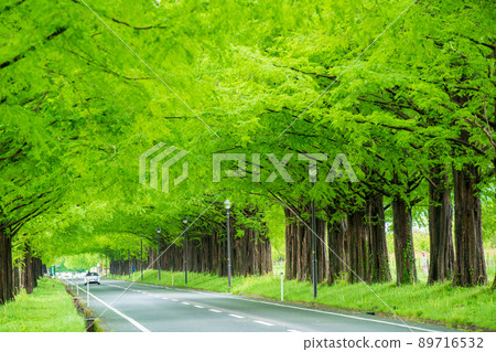 Shot of Metasequoia trees in Takashima-shi, Shiga prefecture 89716532