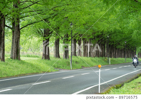 射擊水杉樹在滋賀縣高島市 射擊水杉樹在滋賀縣高島市 89716575