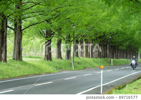 射擊水杉樹在滋賀縣高島市 射擊水杉樹在滋賀縣高島市 89716577