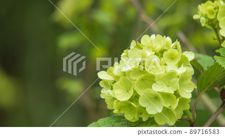 雨後花開的大出 4 雨後花開的大出 4 89716583