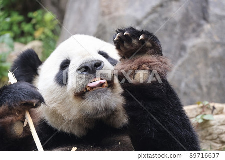 Panda Panda 89716637