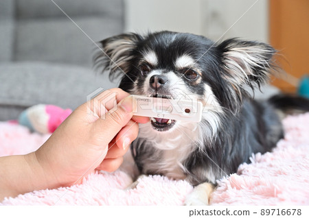Dog filaria test Chihuahua chewing on a test kit because he doesn't like the test Dog filaria test Chihuahua chewing on a test kit because he doesn't like the test 89716678