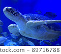 海龜 89716788