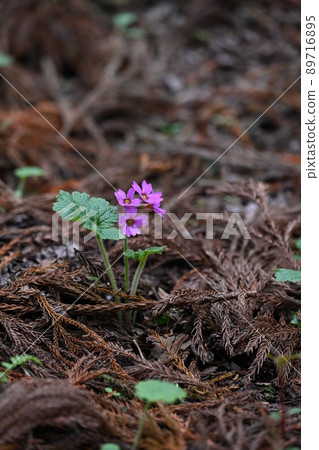 A flower only here in the world Visit the flower of Primula kisoana in Midori City, Gunma Prefecture 89716895