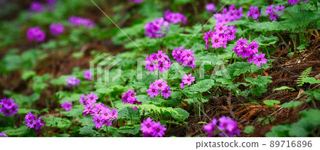 A flower only here in the world Visit the flower of Primula kisoana in Midori City, Gunma Prefecture A flower only here in the world Visit the flower of Primula kisoana in Midori City, Gunma Prefecture 89716896