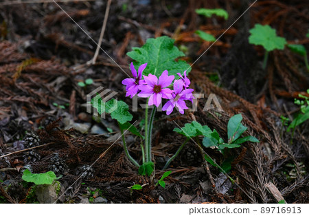 世界上唯一的花 參觀群馬縣綠市的報春花 89716913