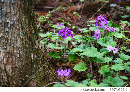 世界上唯一的花 參觀群馬縣綠市的報春花 89716914