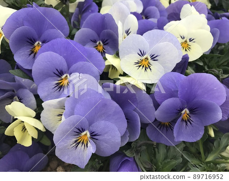 紫色三色紫羅蘭 89716952