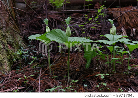 Endangered Cypripedium japonicum buds with a beautiful dignified appearance 89717043