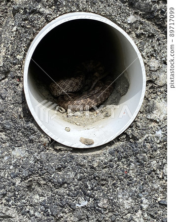 Hibernate snake Hibernate snake 89717099