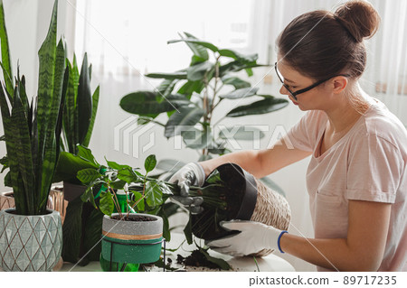 Plant transplant, woman care houseplant and transplanting plant into a pot 89717235