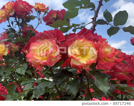 Blue sky and roses Blue sky and roses 89717246