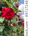 玫瑰纏繞在柱子上 89717248