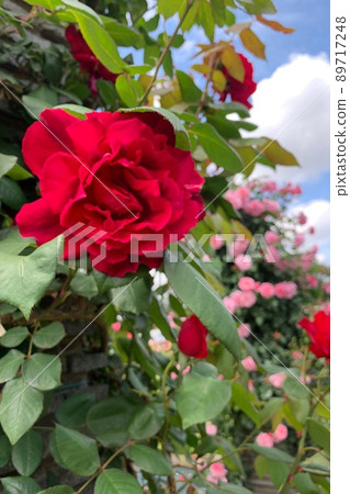 玫瑰纏繞在柱子上 89717248