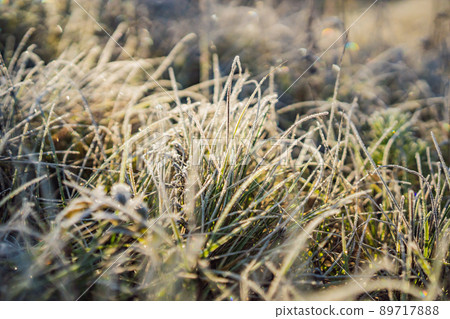 Winter morning frost on grass in meadow field. Close up ice on grass in field. Cold ice in winter season weather. Beautiful frost ice crystals on grass in garden 89717888