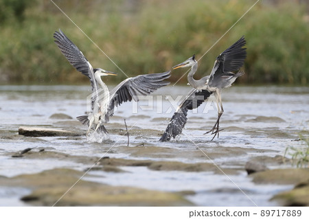 Gray Heron Battle Without Honor 89717889