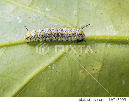 Chestnut tiger larva on the herb Kijoran Chestnut tiger larva on the herb Kijoran 89717905