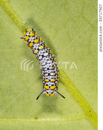 Chestnut tiger larva on the herb Kijoran 89717907