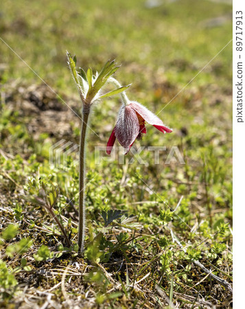 Flower of Okinagusa 89717913