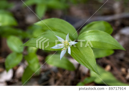 Disporum smilaciens flowers blooming in the shade 89717914