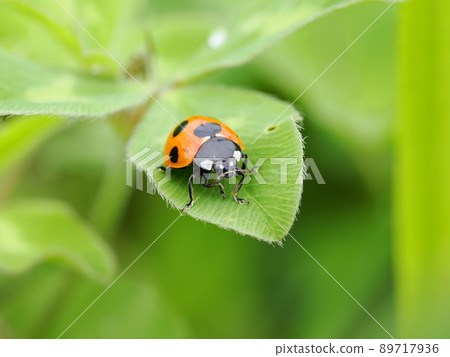 Ladybird on leaves 89717936