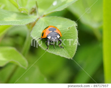 Ladybugs from the front 89717937