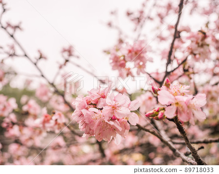 pink cherry tree 89718033