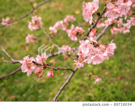 pink cherry tree pink cherry tree 89718034