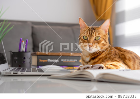 Charming bengal cat at a desktop with books and a laptop. Charming bengal cat at a desktop with books and a laptop. 89718335
