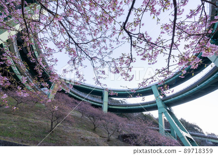 Kawazu Nanataki Loop Bridge where Kawazu cherry blossoms bloom in early spring 89718359