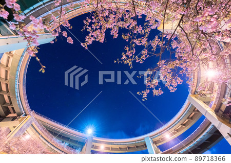 早春河津櫻花盛開的河津七瀧環橋夜景 89718366
