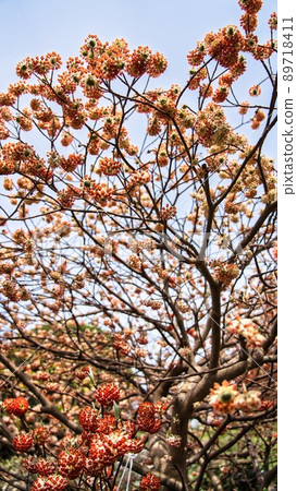 Mimosa found in the park Mimosa found in the park 89718411