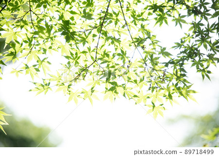 Beautiful green leaf scenery 89718499