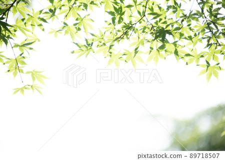 Beautiful green leaf scenery Beautiful green leaf scenery 89718507