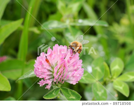 Bee growing honey from flowers 89718508
