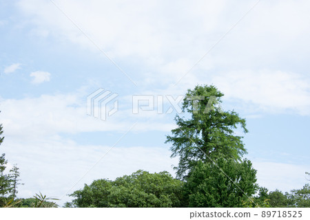Beautiful green leaves and sky view Beautiful green leaves and sky view 89718525