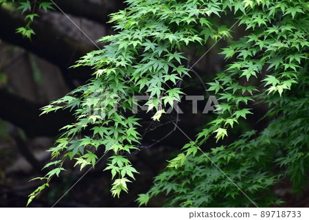 Blue maple Blue maple 89718733