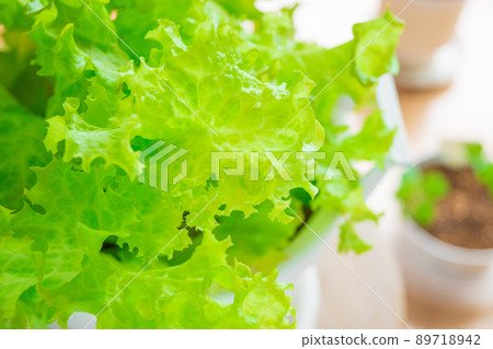 葉萵苣的種植家庭花園 89718942