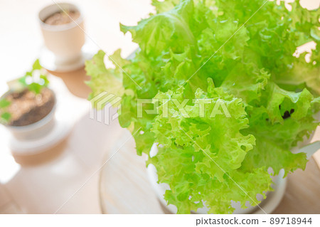 Leaf lettuce planter cultivation home garden Leaf lettuce planter cultivation home garden 89718944