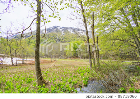 Fresh green and skunk cabbage in full bloom Fresh green and skunk cabbage in full bloom 89719060