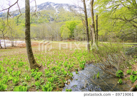 Fresh green and skunk cabbage in full bloom Fresh green and skunk cabbage in full bloom 89719061