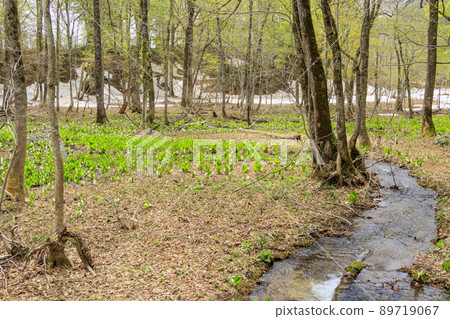 Fresh green and skunk cabbage in full bloom Fresh green and skunk cabbage in full bloom 89719067