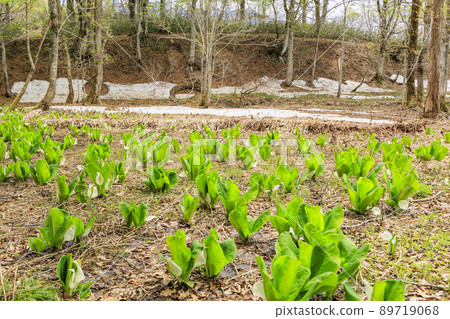 Fresh green and skunk cabbage in full bloom Fresh green and skunk cabbage in full bloom 89719068
